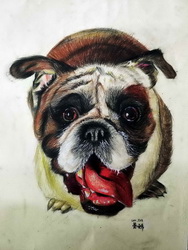 可爱的“小白”—《奔流小作家》全国中小学生全息作文大赛获奖作品