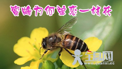 蜜蜂为何单恋一枝花