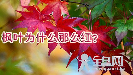 枫叶为什么那么红？