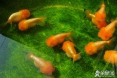 养鱼是酸性水还是碱性水？