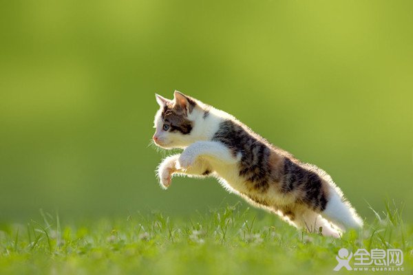 猫的九命也只是传说