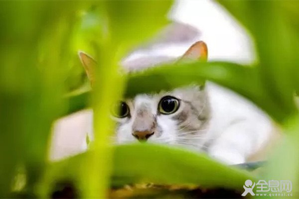 听说你五行缺猫啊