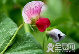 http://cmsapi.quanxi.cc儿童文学：豌豆花儿诠释母爱