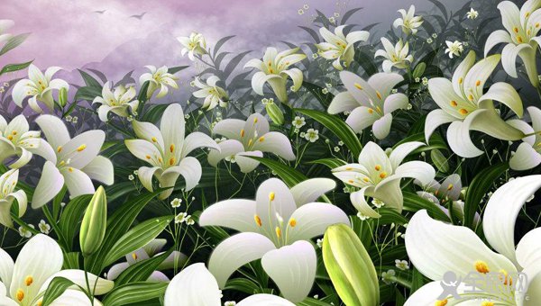 百合花的品种