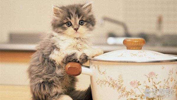 猫咪偷吃东西怎么办