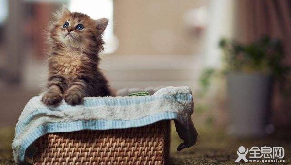 猫咪为什么喜欢箱子