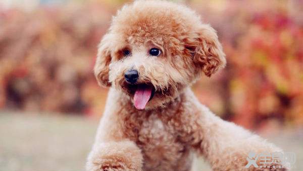 泰迪犬能吃水果吗