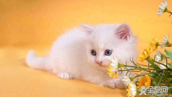 波斯猫中暑怎么办