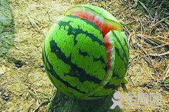 膨大剂会危害人体健康？这说法没有科学依据