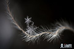 不在天空里凝结的雪花