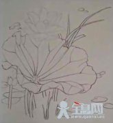 工笔画荷花