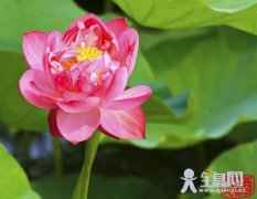 荷的特点形态