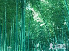 竹简介