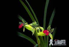 中国兰描述
