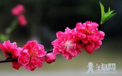 梅花概述