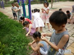 幼儿园大班夏季主题活动《夏季怎样照顾它们》