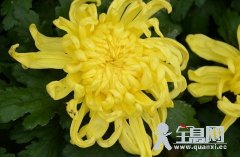 菊花简述