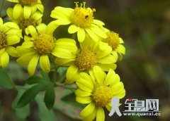 菊花特征习性