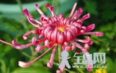 菊的来源