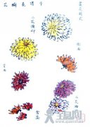 画菊步骤及要求