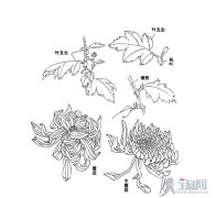 菊花结构解析