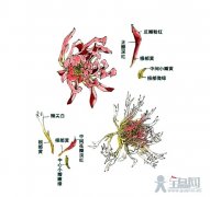 菊花写意画法