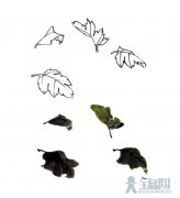 菊花叶画法