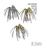白色菊花画法