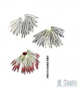 长条狭瓣粉红色菊花画法