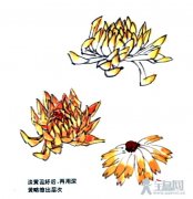 黄色菊花画法