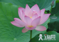 http://cmsapi.quanxi.cc论古典诗歌中的“莲”意象及其文化内涵