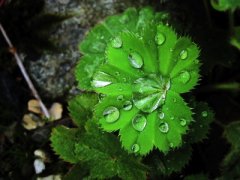 [少儿科普]植物会出汗