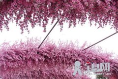 与桃花有关的诗句