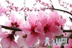 唐伯虎的《桃花诗》