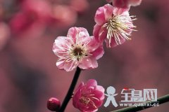 陶渊明《桃花源记》