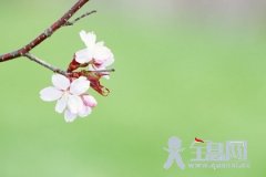 桃花散文诗