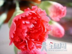 2014幼儿园妇女节活动方案大全