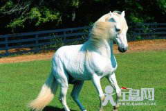 伯乐买马
