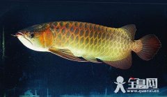 没有鱼鳔的鱼