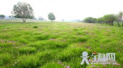 小野花