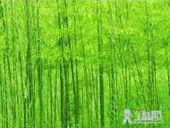 家乡的竹林 　