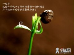 种子的力量