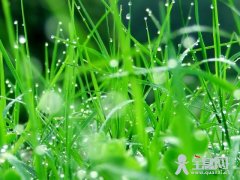 风雨中的田野