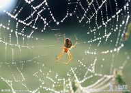 蜘蛛