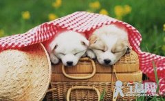 总是做梦多吃什么好