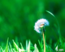 假如我是一朵蒲公英