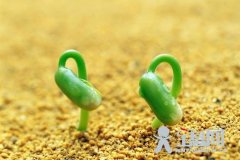 西班牙研究发现：孕妇养绿植，孩子智商高