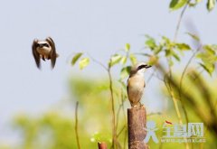“劳燕分飞”喻别离