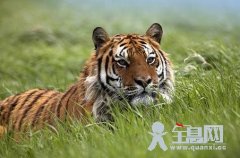 寅虎啸风