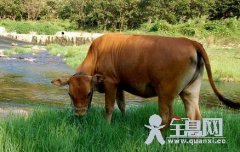 丑牛耕地